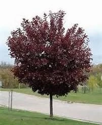 Pandy's Garden Center Choke Cherry Canada Red