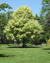 Pandy's Garden Center Maple Silver Variegated Norway Nursery