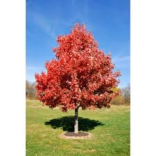 Pandy's Garden Center Maple Sun Valley Red Nursery 3 Pandy's Garden Center Maple Sun Valley Red Nursery