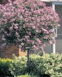 Pandy's Garden Center Nursery Lilac Juliana Hers Weeping