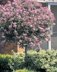 Pandy's Garden Center Nursery Lilac Juliana Hers Weeping 3 Pandy's Garden Center Nursery Lilac Juliana Hers Weeping