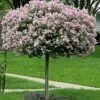 Pandy's Garden Center Lilac - Korean Dwarf