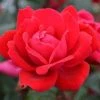 Pandy's Garden Center Knockout Roses Rose - Red Knockout