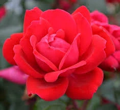 Pandy's Garden Center Knockout Roses Rose - Red Knockout