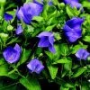 Pandy's Garden Center Platycodon - Twinkle Blue