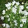Pandy's Garden Center Platycodon - Twinkle White