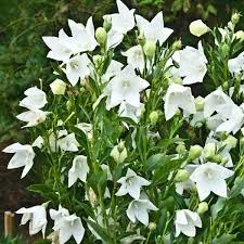 Pandy's Garden Center Platycodon - Twinkle White 3 Pandy's Garden Center Platycodon - Twinkle White