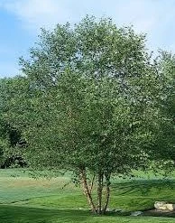 Pandy's Garden Center Birch River Clump Form Nursery