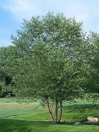 Pandy's Garden Center Birch River Clump Form Nursery 3 Pandy's Garden Center Birch River Clump Form Nursery