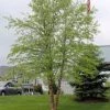 Pandy's Garden Center River Birch Heritage Tree Form