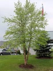 Pandy's Garden Center River Birch Heritage Tree Form