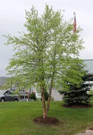 Pandy's Garden Center River Birch Heritage Tree Form 3 Pandy's Garden Center River Birch Heritage Tree Form