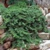 Pandy's Garden Center Juniper - Dwarf Japanese Garden