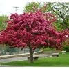 Pandy's Garden Center Crabapple Prairiefire Pink Flowering Nursery