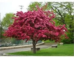 Pandy's Garden Center Crabapple Prairiefire Pink Flowering Nursery