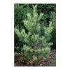 Pandy's Garden Center Nursery Pine Dragon's Eye Red