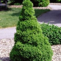Pandy's Garden Center Spruce-Dwarf Alberta #7 48" Nursery
