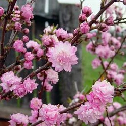 Pandy's Garden Center Almond - Pink Flowering