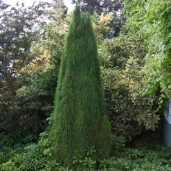 Pandy's Garden Center Spruce Dwarf Alberta Nursery