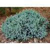 Pandy's Garden Center Juniper - Dwarf Blue Nursery