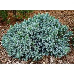 Pandy's Garden Center Juniper - Dwarf Blue Nursery