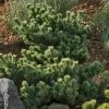 Pandy's Garden Center Dwarf Japanese White Pine Nursery