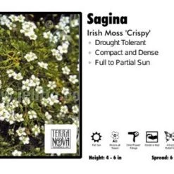Pandy's Garden Center Perennials Sagina 'Crispy' Irish Moss