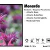 Pandy's Garden Center Perennials Monarda 'Pocahontas Red' Beebalm / Bergamot