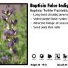 Pandy's Garden Center Perennials Baptisia 'Twilite Prairieblues' False Indigo