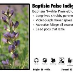 Pandy's Garden Center Perennials Baptisia 'Twilite Prairieblues' False Indigo