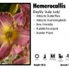 Pandy's Garden Center Hemerocallis 'Judy Judy' Daylily Perennials 2 Pandy's Garden Center Hemerocallis 'Judy Judy' Daylily Perennials