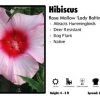 Pandy's Garden Center Hibiscus 'Lady Baltimore' Rose Mallow Perennials 1 Pandy's Garden Center Hibiscus 'Lady Baltimore' Rose Mallow Perennials