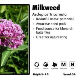 Pandy's Garden Center Perennials Asclepias 'Incarnata' Milkweed