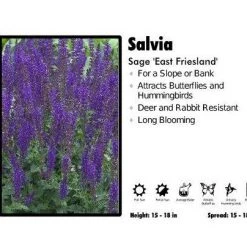 Pandy's Garden Center Perennials Salvia 'East Friesland' Sage
