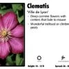 Pandy's Garden Center Perennials Clematis 'Ville De Lyon'