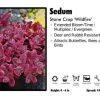 Pandy's Garden Center Perennials Sedum 'Wildfire' Stone Crop