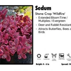Pandy's Garden Center Perennials Sedum 'Wildfire' Stone Crop