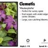 Pandy's Garden Center Clematis 'Westerplatte'