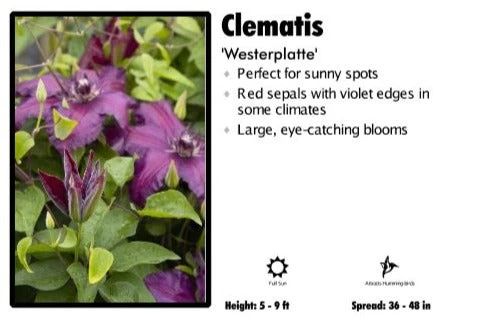 Pandy's Garden Center Clematis 'Westerplatte' 3 Pandy's Garden Center Clematis 'Westerplatte'