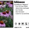 Pandy's Garden Center Echinacea ‘Purpurea Magnus’ Coneflower