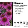 Pandy's Garden Center Echinacea ‘Pow Wow Wild Berry’ Coneflower