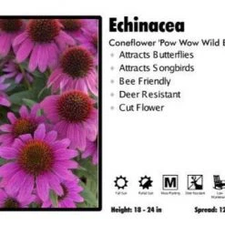 Pandy's Garden Center Echinacea ‘Pow Wow Wild Berry’ Coneflower