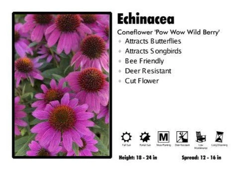 Pandy's Garden Center Echinacea ‘Pow Wow Wild Berry’ Coneflower 3 Pandy's Garden Center Echinacea ‘Pow Wow Wild Berry’ Coneflower