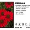Pandy's Garden Center Perennials Echinacea ‘Sombrero Salsa Red' Coneflower