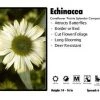 Pandy's Garden Center Perennials Echinacea ‘Prairie Splendor Compact White’ Coneflower