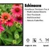 Pandy's Garden Center Perennials Echinacea ‘Sombrero Tres Amigos’ Coneflower