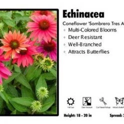 Pandy's Garden Center Perennials Echinacea ‘Sombrero Tres Amigos’ Coneflower