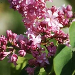 Pandy's Garden Center Lilac Edward Gardner Pink Nursery