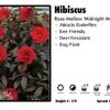 Pandy's Garden Center Perennials Hibiscus 'Midnight Marvel' Rose Mallow