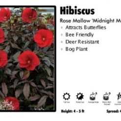Pandy's Garden Center Perennials Hibiscus 'Midnight Marvel' Rose Mallow